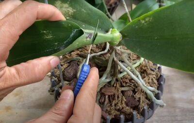 Что делать, если орхидея перестала расти? Просто разблокируйте точку роста