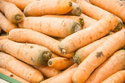 Как правильно хранить морковь, чтобы она не портилась, не становилась дряблой и не гнила - belnovosti.by