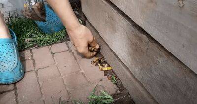 Простой и проверенный способ побороть садовых муравьев без химии - cpykami.ru