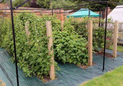 ​Омолаживаем малину - polsov.com