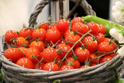 Секреты обильного урожая томатов - polsov.com