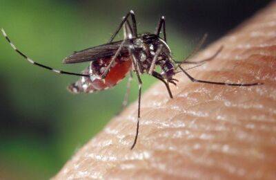 Простой способ моментального устранения зуда от комариных укусов: подходит даже для детей - belnovosti.by