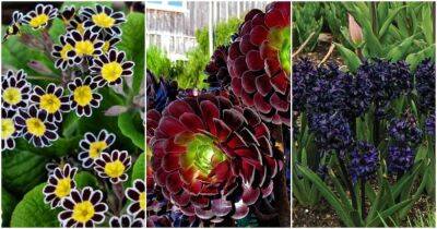 Черные цветы и растения, которые сделают сад самым загадочным местом - cpykami.ru - Одесса - New York