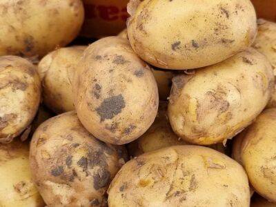 Игорь Зур - Как выбрать самый вкусный молодой картофель: 7 советов покупателю - belnovosti.by