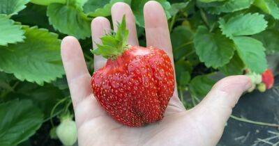 Крупные и сладкие ягоды клубники с последней подкормкой будут у каждого - cpykami.ru