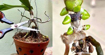 Переросшую орхидею нужно срочно омолодить. Получится сразу два красивых цветка - cpykami.ru