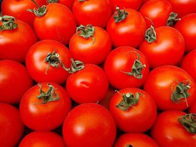 Как хранить помидоры всю зиму без морозилки, чтобы овощи оставались свежими и вкусными - belnovosti.by