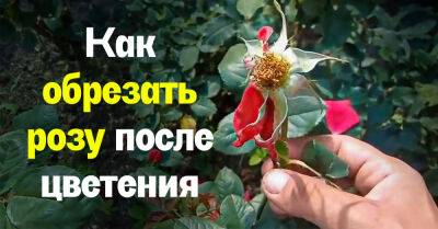 Опытный садовод Федор рассказал, как грамотно обрезать розу сразу после цветения, чтобы она снова зацвела - takprosto.cc