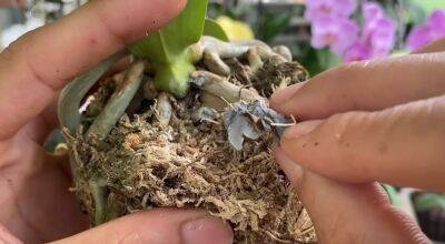 Цемент поможет орхидеям с пожелтевшими листьями быстро восстановиться - cpykami.ru