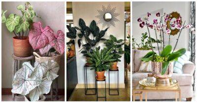 Любителям домашних цветов: стильный акцент вашего интерьера с помощью комнатных растений - cpykami.ru
