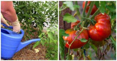 Правильная подкормка томатов в июле-августе для налива кистей и крупных плодов - cpykami.ru