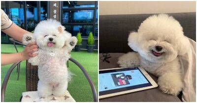 Забавный пёсик покоряет сердца своей почти человеческой улыбкой и не только - cpykami.ru - Южная Корея