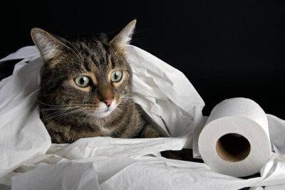 Как приучить кота к унитазу? Инструкция для начинающих котовладельцев - shkolazhizni.ru