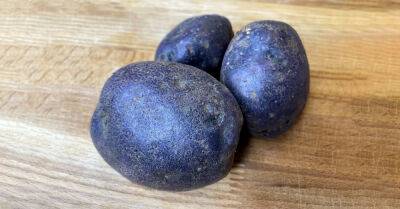 Из фиолетового картофеля «Солоха» надумал сварить пюре, демонстрирую, что получилось - takprosto.cc