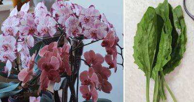 Сок подорожника — чудо средство, которое необходимо каждой орхидее - cpykami.ru