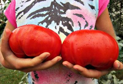Бабушка более 30 лет подкармливает томаты в июле только так. Взяла её совет на вооружение и не жалею - cpykami.ru