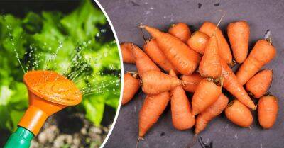 Что добавить в воду при поливе моркови для впечатляющего урожая - takprosto.cc