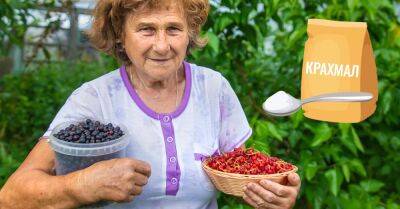 Соседский дед уже пятый год так подкармливает смородину, ягоды как крупные виноградины - takprosto.cc