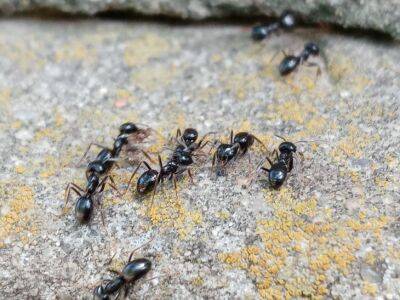 Борьба с муравьями на участке: 3 простых метода - belnovosti.by