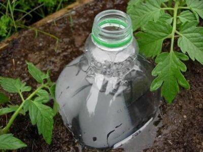 Капельный полив из пластиковой бутылки своими руками. 2 простых варианта, которые спасут ваши овощи в жару - nashsovetik.ru