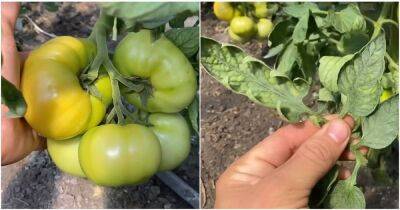 Пора подкармливать томат на налив плодов в июле. Это залог хорошего урожая сладких томатов - cpykami.ru