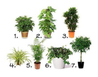 ​Комнатные растения, очищающие воздух - polsov.com