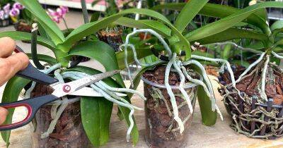 Длинные воздушные корни у орхидеи — что с ними делать? Как не навредить орхидее, чтобы она давала много цветов - cpykami.ru