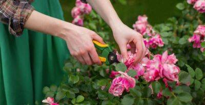 Не совершайте ошибку при обрезке розы: и кусты будут сильнее, а цветение пышнее - cpykami.ru