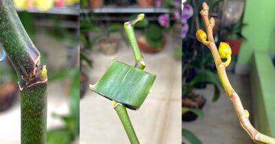 Сломался цветонос орхидеи? Примите срочные меры, чтобы сохранить ветку и оживить почки - cpykami.ru