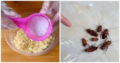 Гениальный способ избавиться от тараканов в доме. Нужен только стиральный порошок - cpykami.ru