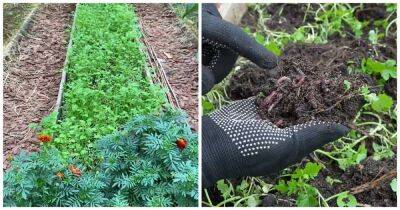 После уборки томатов посейте отличный сидерат. Он оздоровит почву и заменит собой навоз - cpykami.ru