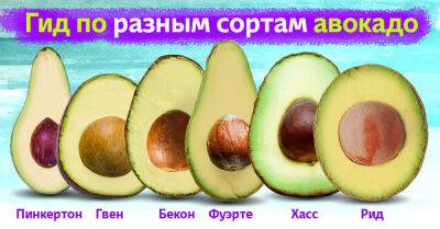 Научилась разбираться в сортах авокадо, теперь знаю, как выбрать самое вкусное и спелое - takprosto.cc