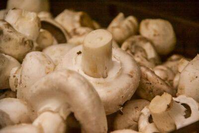 Игорь Зур - Что делать с червивыми грибами и можно ли избавиться от вредителей: ошибаются многие - belnovosti.by