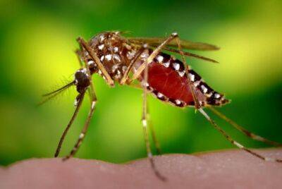 Борьба с комарами - polsov.com