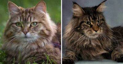 Мей-кун и сибирская кошка: 5 важных отличий пород, о которых стоит помнить перед выбором - novate.ru