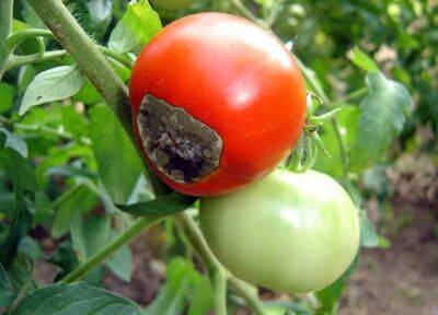 Старинный приём для защиты томатов от фитофторы - polsov.com