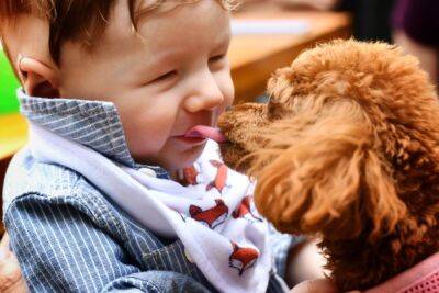 Как и почему ребенок начинает любить животных? - shkolazhizni.ru