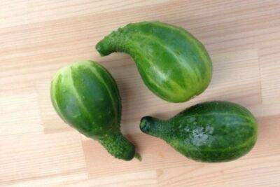 ​Как не допустить того, чтобы огурцы выросли в форме лампочки - polsov.com
