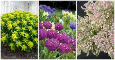 Необычные растения для цветника, которые стоит посадить в августе. На следующий год ваш сад превратится в райское место - cpykami.ru