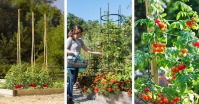 Это должен знать каждый дачник: лучших идеи поддержки томатов для повышения урожайности - cpykami.ru