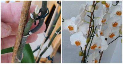 Простимулируйте орхидею на обильное цветение. Всё, что нужно — это правильно обрезать цветонос - cpykami.ru