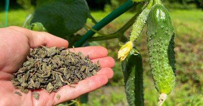 Всегда подкармливаю огурцы в августе чаем, и даже слабые растения восстанавливаются - cpykami.ru