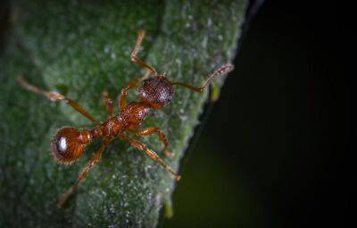 Как избавиться от рыжих муравьев: советы, которые многим пригодятся - belnovosti.by