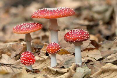 Какие грибы опасны для жизни? Часть 1 - shkolazhizni.ru