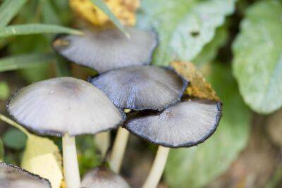 Какие грибы опасны для жизни? Часть 2 - shkolazhizni.ru - Россия