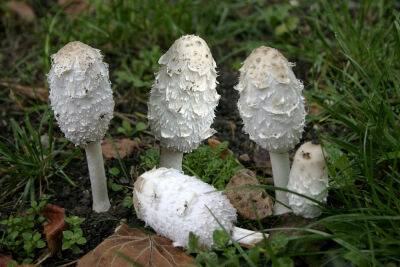 Какие грибы опасны для жизни? Часть 3 - shkolazhizni.ru