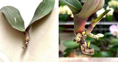 Трюк с бутылкой поможет оживить орхидею без корней. Цветок выпустит много здоровых корней за 1 месяц - cpykami.ru