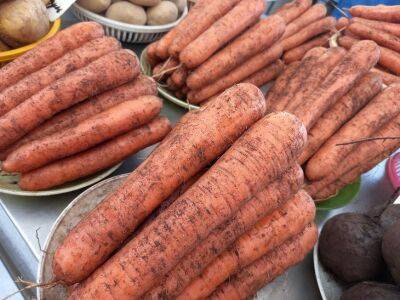 Марин Михалап - Какая простая хитрость поможет сохранить урожай моркови до весны: не все хозяйки знают - belnovosti.by