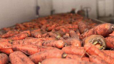 Как сохранить морковь зимой в погребе до весны: полезная хитрость опытных огородников - nashsovetik.ru