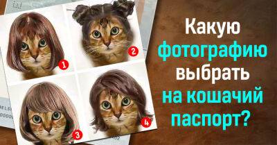 Выбери фото для кошачьего паспорта и узнай свое эмоциональное состояние - takprosto.cc